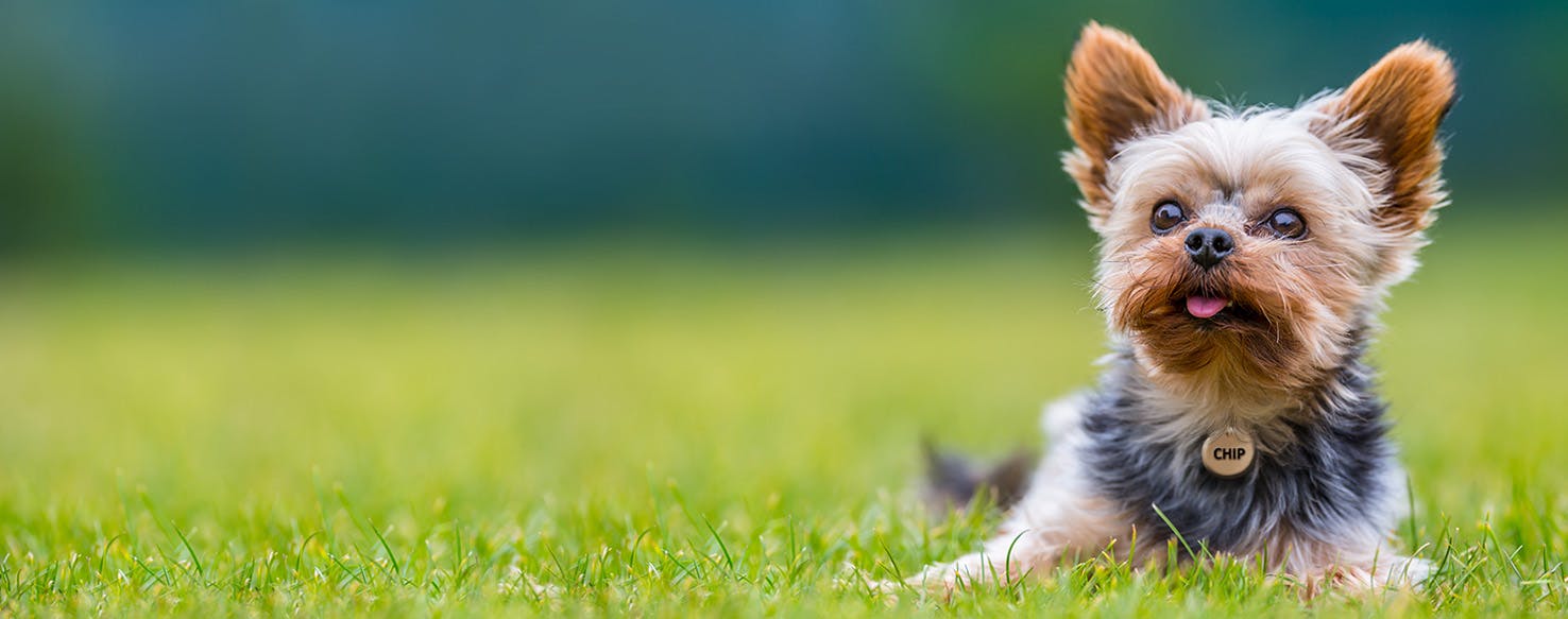 Chip Inspired Dog Names Popular Male and Female Names Wag!